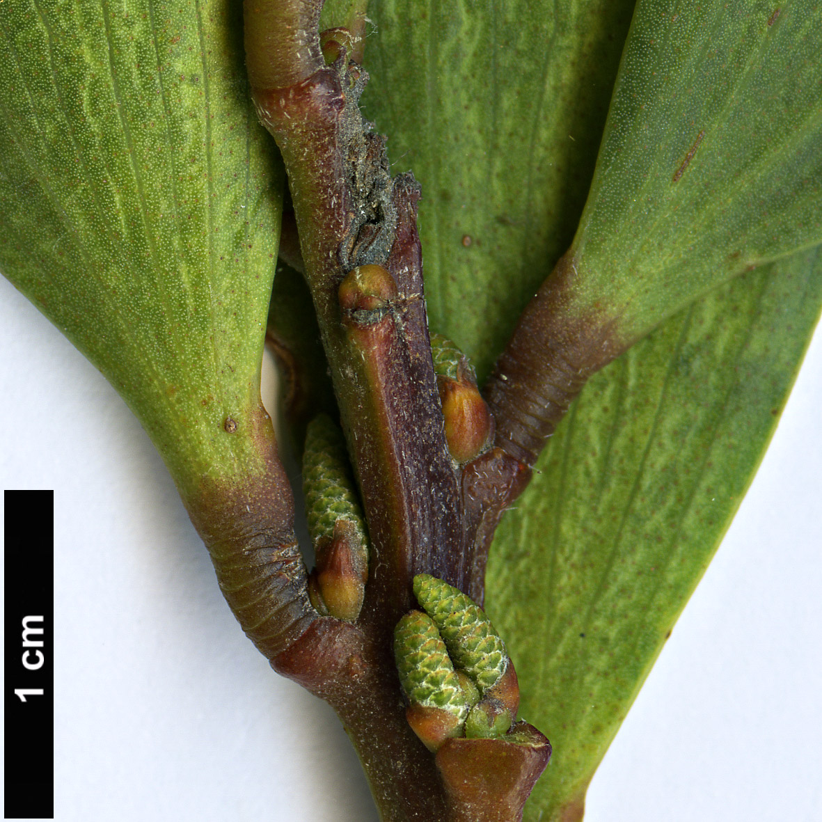 High resolution image: Family: Fabaceae - Genus: Acacia - Taxon: longifolia - SpeciesSub: subsp. sophorae